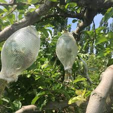 Calvados La Pomme Prisonniere