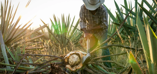 Mezcal